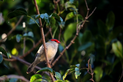 Kwam dit vogeltje tegen in Lamington National Park. Kreeg echter maar 1 kans om hem op de foto te zetten. 
Heb deze nog niet kunne vinden op BirdPix.