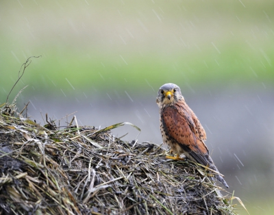 Deze torenvalk wachtte geduldig de stevige regenbui af op een grasbaal aan de rand van het weiland. Slecht licht door de regen en avond tijdstip.
