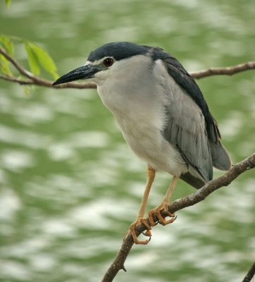 Rond het meer in het centrum van Kandy zijn de vogels door de dagelijkse drukte totaal niet schuw en daardoor goed te benaderen voor een foto. Deze is aan het eind van de dag tegen de schemering genomen.