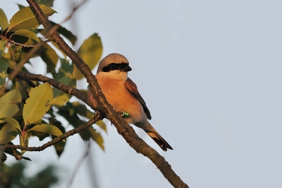 Dit manneke, zelf op dezelfde plaats in 2009 geringd, is nu de troste vader van zes jongen. Toen we zijn kroost kwamen ringen bleef hij natuurlijk in de buurt om de boel in de gaten te houden.