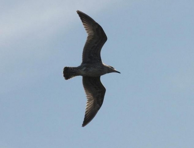 Deze vogel vloog voorbij heb een foto genomen en thuis gekomen kon ik hem niet plaatsen.
kan iemand mij vertellen welke richting ik moet denken