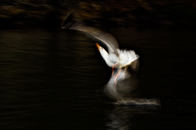 Elegante dansbeweging van deze zilvermeeuw bij het opstijgen in een Noors fjord.