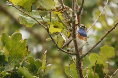 Blauwborst gefotografeerd in callantoog. mooie vogel
