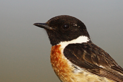 Ik houd zelf wel van close-ups. Het was een mooie scherpe foto waarbij het oog in z'n zwart/bruine kopje mooi te zien was. Vogel kwam op een weidepaaltje zitten waar ik al bij stond met de auto, zodat de afstand tot de vogel klein was.