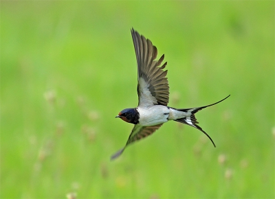 Ik plaats deze omdat ze zo snel zijn.
Het moeilijk is met de belichting bij deze vogels.
Half bewolkt
