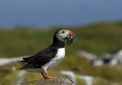 Een foto van de eerste middag met de reis naar de Farne eilanden. Hij kon rustig blijven zitten zonder lastig gevallen te worden door meeuwen. het weer was zonnig met hier en daar bewolking.