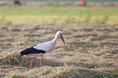 Deze ooievaar scharrelde tussen het pas gemaaide gras.Uit de hand genomen vanuit de auto.