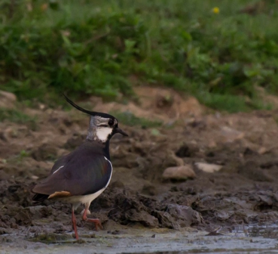 dit is een kievit opzoek naar wormen aan de rand van het water