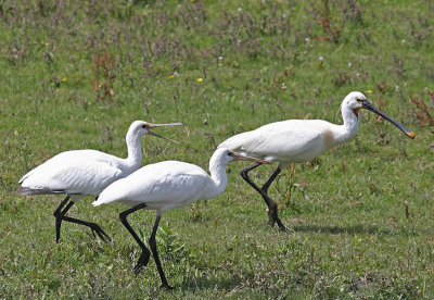 Eindelijk weer eens tijd om de Oostvaardersplassen te bezoeken, alwaar een lepelaarsfamilie liet zien hoe moeilijk opvoeden is. Hier een beeld van twee jonge vogels, die moe/pa (?) aan haar/zijn  kop zeuren om eten.