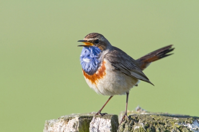 Tot nu toe had ik als opportunistisch fotograaf nog nooit een blauwborst goed voor de lens gehad. Ik zoek ze niet op namelijk. Met gepaste afstand schoot ik enkele foto's. Totdat iemand, met wat leek een 18-200, pal voor het beestje (en mij) ging staan. Tja, aansluiten dan maar? Ik stond zo dichtbij, ik heb ook nog even op iso 200 en F5,6 geprobeerd. Dan kwamen de poten er niet scherp op. Teruggaan naar 1/250e om toch F8 te kunnen handhaven op iso 200 durfde ik even niet aan. Ze zijn beweeglijk en 1/250e uit de hand is per definitie trickie. Iso 400 it will be......
Ik hoop dat mijn eerste wat in de smaak valt. Het valt niet mee met al dat "blauwborstgeweld" te concurreren natuurlijk.