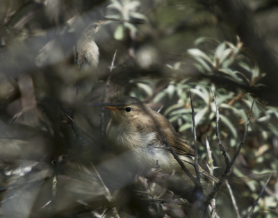 Dit duo, verborgen in een struik, verried zich door luid gefluit. Even later vloog een ouder binnen met een kolossaal insect, die foto is jammer genoeg niet scherp geworden. De jongen konden al vliegen en gingen vervolgens zitten bedelen in een boom. Ik heb dus ook foto's waar het hele beestje te zien is maar deze setting heeft voor mij iets spannends.