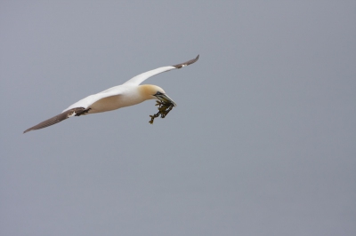 Na een halve dag had ik de handigheid te pakken om een langs vliegende Jan-van-Gent te fotograferen.

Met zeewier in de bek op weg naar zijn/haar partner om het nest uit te breiden.