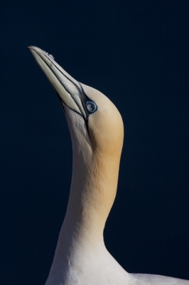 De sierlijkheid en elegantie van een vogel die onder niet altijd even makkelijke omstandigheden zijn leven op de rails moet houden. Daar kunnen wij nog wat van leveren.

Kopportret van een Jan-van-Gent om 19.05 's avonds. Vanaf statief met een 300mm F2.8 + 2x converter.