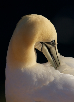 Het is mooi om te zien hoeveel tijd, en met geduld en precisie, de Jan-van-Genten hum veren verzorgen.
Met de zee als achtergrond in het avondlicht, 20.15, wordt de achtergrond nagenoeg zwart.