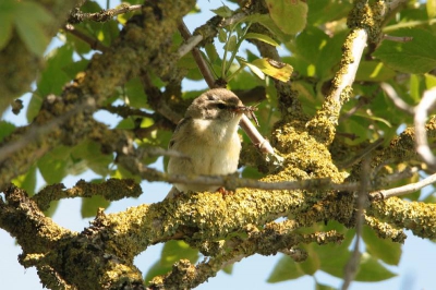 Zelfs met de bek vol insekten kon de fitis nog zingen! Hij zat langs het pad bij de vogelkijkhut. Ik weet niet zeker of het wel een fitis is, maar ik vind hem er mooi opstaan.