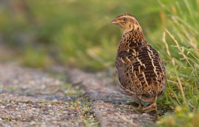 Nog n van mijn ontmoeting met deze kleine vogeltjes! Ze liep langs de kant van de weg te foerageren en keek af en toe even om! Een uniek moment om een kwartel van top top teen te kunnen bekijken op een paar meter afstand!