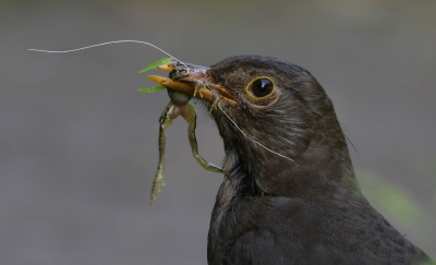 Deze merel was zo druk in de weer met de kikker, ik kon tot een paar meter naderen. Bijzonder voedsel of staan kikkerbilletjes vaker op het menu?