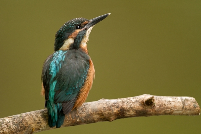 Dit jong is ongeveer een paar dagen oud. Alles is nieuw en dit vogeltje zit naar alles te kijken wat voorbij komt vliegen. Hier zit ie te kijken naar luidruchtige reigers in een boom. Even later probeerde de vader het jong mee te lokken met een visje buiten het territorium van de ouders. Prachtig om nieuw IJsvogel leven te zien!
