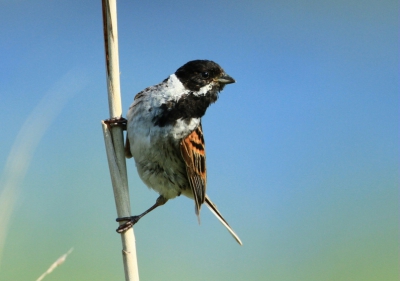 Gisteren een poging gedaan om de Rietgors te fotograferen.
Van tussen de Bereklauw met een stukje camoflagenet kwam deze Rietgors wel heel erg dicht bij.