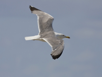 Mooie kliffen aan de kust maar niet heel veel vogels. Maar meeuwen zijn best een leuk onderwerp, geduldig en niet schuw. Ze kwamen rustig voorbij zweven.