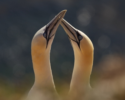 Waarschijnlijk de laatste uit mijn Helgoland serie.

Door een ander dan normaal standpunt te kiezen kun je op Helgoland ook nog wel een voorgrond creren. Als de weeromstandigheden dan meewerken krijg je op de achtergron (zee) een mooie schittering van het licht.