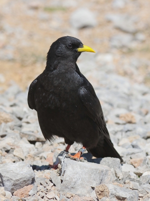 De enige serieuze bergbeklimming op weg naar de Pea Vieja tijdens deze vakantie viel niet mee met een tas vol cameraspullen, eten en drinken. Toen het tijd was om uit te rusten en wat te eten en te drinken werd ik al snel begroet door een groepje alpenkauwen. Ze gingen soms op een meter van me vandaan zitten. Dit is een van de alpenkauwen met een metalen ring. Anderen hadden een plastic ring of geen ring. Ik was bang dat het licht veel te hard zou zijn maar het valt hier nog wel mee vind ik.