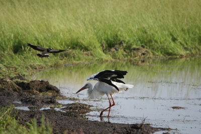 Ik stond te wachten op baltsende watersnippen maar deze ooievaar werd niet gewaardeerd door een kievit die zijn al vliegvlugge jongen wilde beschermen.