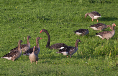 Gisteren reed ik langs de uiterwaarden zag opeens een vreemde gast tussen de grauwe ganzen een zwarte zwaan. deze liep gewoon met en tussen de ganzen. Heb wel wat moeten croppen helaas