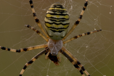 Hier dan het monster dat net bezig was een vlieg op te eten.