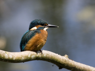 Fantastisch 5 ijsvogels kunnen volgen deze middag. Waaronder deze een hele tijd op een tak vlakbij. Dook af en toe in het water om een libelle te pakken. Volgens mij een jonge ijsvogel van dit voorjaar.