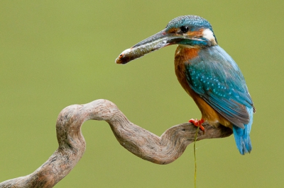 Drukke tijden voor de IJsvogels op dit moment. De eerste jongen zijn nog niet het nest uit of er moet al weer druk gewerkt worden voor het nieuwe broedsel. Hier is het zoveelste voorntje de pineut.