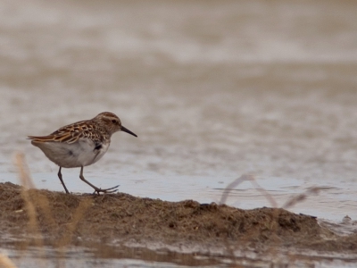 Dit is toch geen Temmincks' strandloper dacht ik? Je ziet hier o.a. ook zijn lange tenen die hem zijn Engelse naam opleveren.