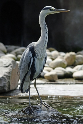 Deze blauwe reiger had een ideaale plek uitgezocht om te vissen.
iso 400 , brandpunt 164 mm , diaframa 5,6 , belichting 1/1250