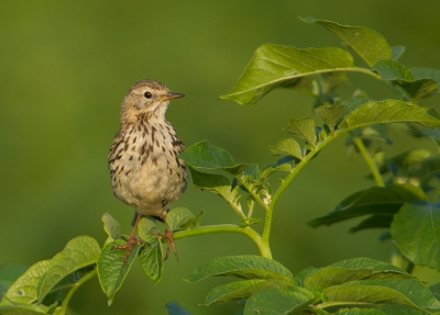 Deze graspieper zat in een nog fris ogend Aardappelveld.
In tegenstelling tot de Koolzaadvelden die inmiddels droog
en verdord ogen. De tijd is onverbiddelijk.

Groet Andre