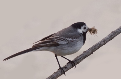 's Avonds vanuit een kijkhut met tegenlicht. De vogel bleef aan- en afvliegen en streek even neer met zijn vracht muggen. Heel leuk om te zien.