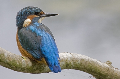 5 ijsvogels kunnen bekijken deze middag. Dit betreft mijn 2de upload van dit ijsvogel jong. Nu in het formaat 800x532 (Tip van Peter Teune) en zonder Halo (reden eerdere afwijzing)