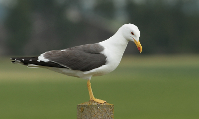 Ging rustig op paal zitten wat je niet vaak ziet van deze meeuwen op de ketelmeerdijk