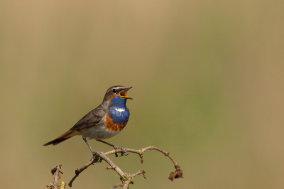 Op zoek naar de Nachtegaal hoorde ik deze Blauwborst zijn hoogste lied zingen met het riet op de achtergrond volgens mij een een leuk plaatje.