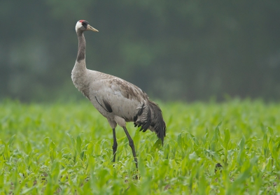 Deze bewaard totdat we er meer van wisten en aangezien er vanmorgen een stuk in de krant stond leek het mij wel dat ik deze kan plaatsen. Ben zelf erg trots dat er vlakbij huis kraanvogels een broedpoging hebben gedaan en ik ze daardoor regelmatig tegenkwam. Soms ver weg, maar soms ook vrij dichtbij voor kraanvogels! Doordat hij hier op een verhoogd stuk land liep kon ik een mooi standpunt in nemen! Ben benieuwd wat jullie ervan vinden! Een foto als deze maken in Nederland was altijd al een droom van me!