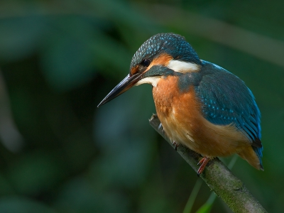 Een ijsvogel in heerlijk licht, Heeft lang geduurd voordat ik het geluk had dat de ijsvogel precies in het mooie licht ging zitten.