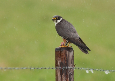 We moesten vanmiddag even wat boodschapjes doen, op de terugweg toch maar even de gebruikelijke (touristische) route ondanks het slechte weer en de vele regen. Zat daar plotseling deze boomvalk met prooi! De adrenaline steeg tot het maximum en plots bedacht ik me dat de camera nog achterin lag omdat ik deze vanochtend toch maar even in de auto had gelegd. Soms heb je geluk. 
Ben ontzettend blij met deze foto ondanks de slechte weersomstandigheden... nu de camera maar even goed laten drogen....