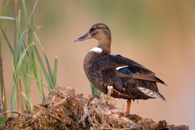 Deze eend ging precies staan waar ik hoopte dat ie zou gaan staan. Deze eend was niet bepaald tam en na twee opnamen schoof de eend weer het water in. Een gewone vogel kan soms ook erg mooi zijn.