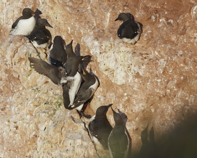 Naast de Jan-van-Genten zijn de Zeekoeten ook ruim vertegenwoordigd op Helgoland. Het verbaasde mij wel dat ze zo laat in het seizoen (eind juni) nog paren.
Van intimiteit kun je niet spreken met zoveel toeschouwers.
