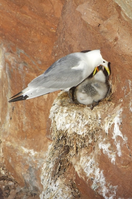 Lang getwijfeld of ik deze foto moest uploaden. Het is en blijft nestfotografie wat we hier op BirdPix niet toestaan. Voor vogels op kliffen en rotsen wordt weliswaar een uitzondering gemaakt, maar toch.

Waarom dan toch uploaden? Het geeft goed weer hoe de jongen op een klein rotsricheltje worden grootgebracht. Deze richeltjes hebben de functie van onder andere slaapplaats, balkon, 'speelplek' en toilet! Zelfs IKEA krijgt niet zoveel op zo een klein oppervlak. ;-) 

Dat er voldoende afstand is gehouden blijkt wel uit het feit dat het een crop is van 44% en dat ik 960mm (600mm x 1.6) nodig had om dit te bereiken.