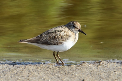 Temmincks strandlopers zijn schaarse vogels op Texel. fotograferen laten ze zich maar zelden. Deze vogel bleef mooi zitten.