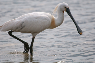 vanuit een vogelhut bij de oostvaardersplassen was deze lepelaar goed te volgen bij het vissen