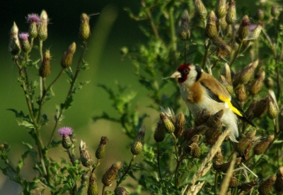 Putter zit hier op de distel waaraan hij zijn 2de naam tedanken heeft.(Distelvink)
Flauw zonnetje door sluier bewolking