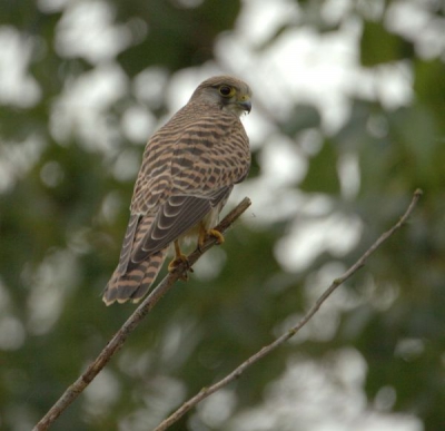 Jonge vogel welke al snel de kneepjes van het vogel zijn wil leren