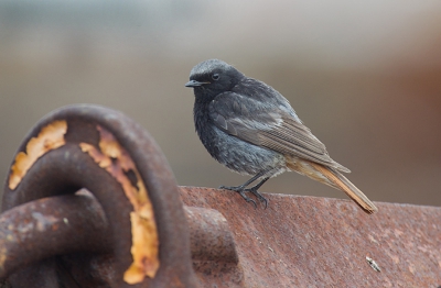 Nog maar een keer terug naar de roodstaarten en nu werkte de vader goed mee. Het roestige material past mooi bij de vogel.