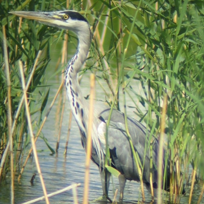 <i class='fa fa-user'></i> Richard Houtman | Blauwe Reiger  <i class='fa fa-eye'> 982</i>  <i class='fa fa-thumbs-up'> 2</i>   <i class='fa fa-comment-o'> 0</i>